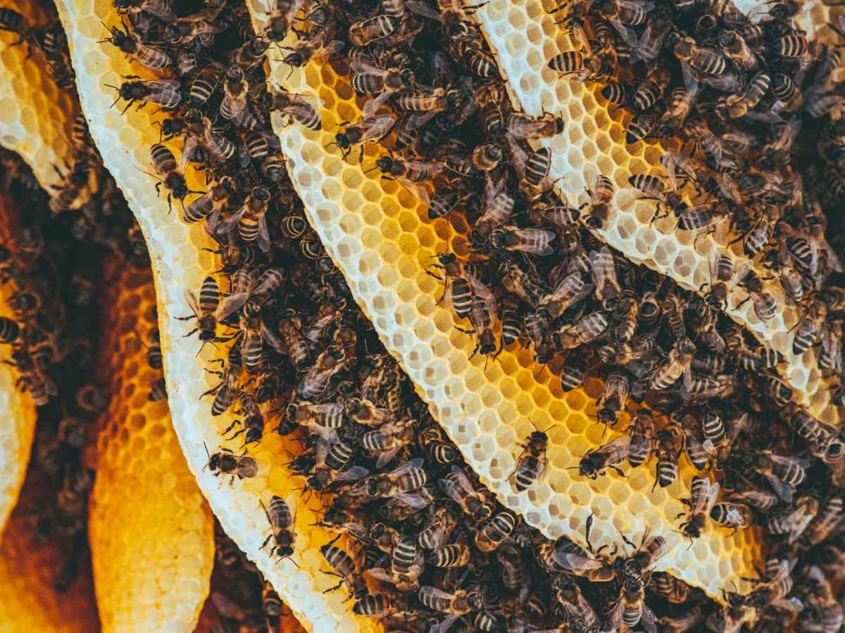 If music be the food of love, play&nbsp;on