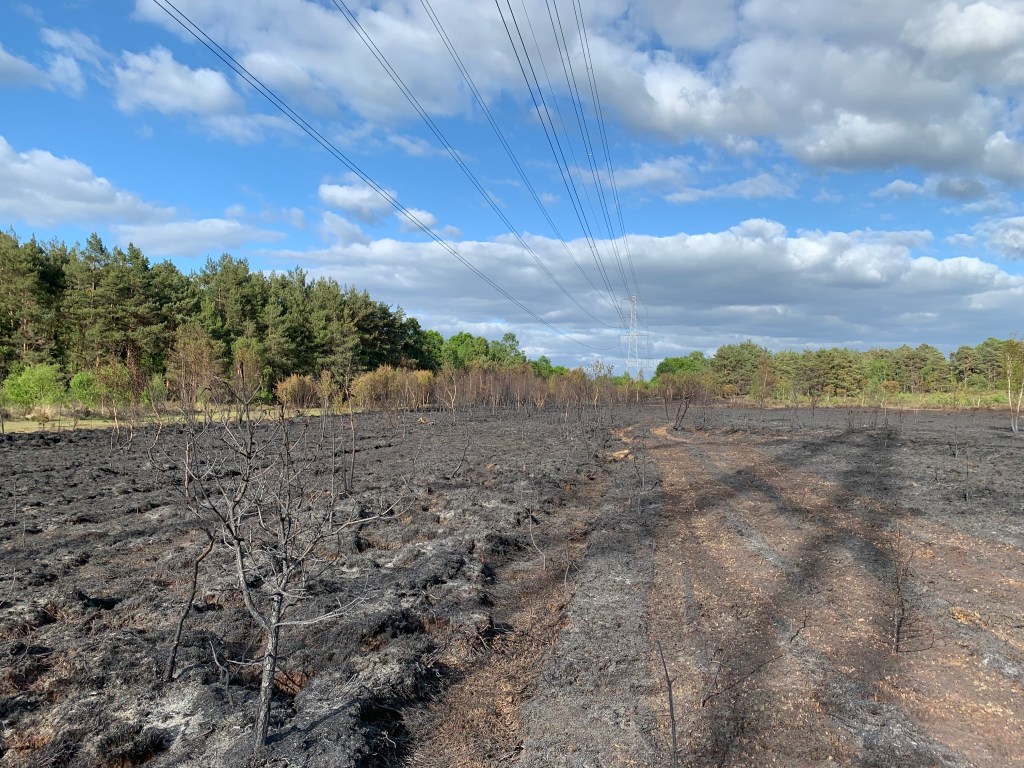 Burnt heathland Brentmoor Heath (c)Surrey Wildlife Trust