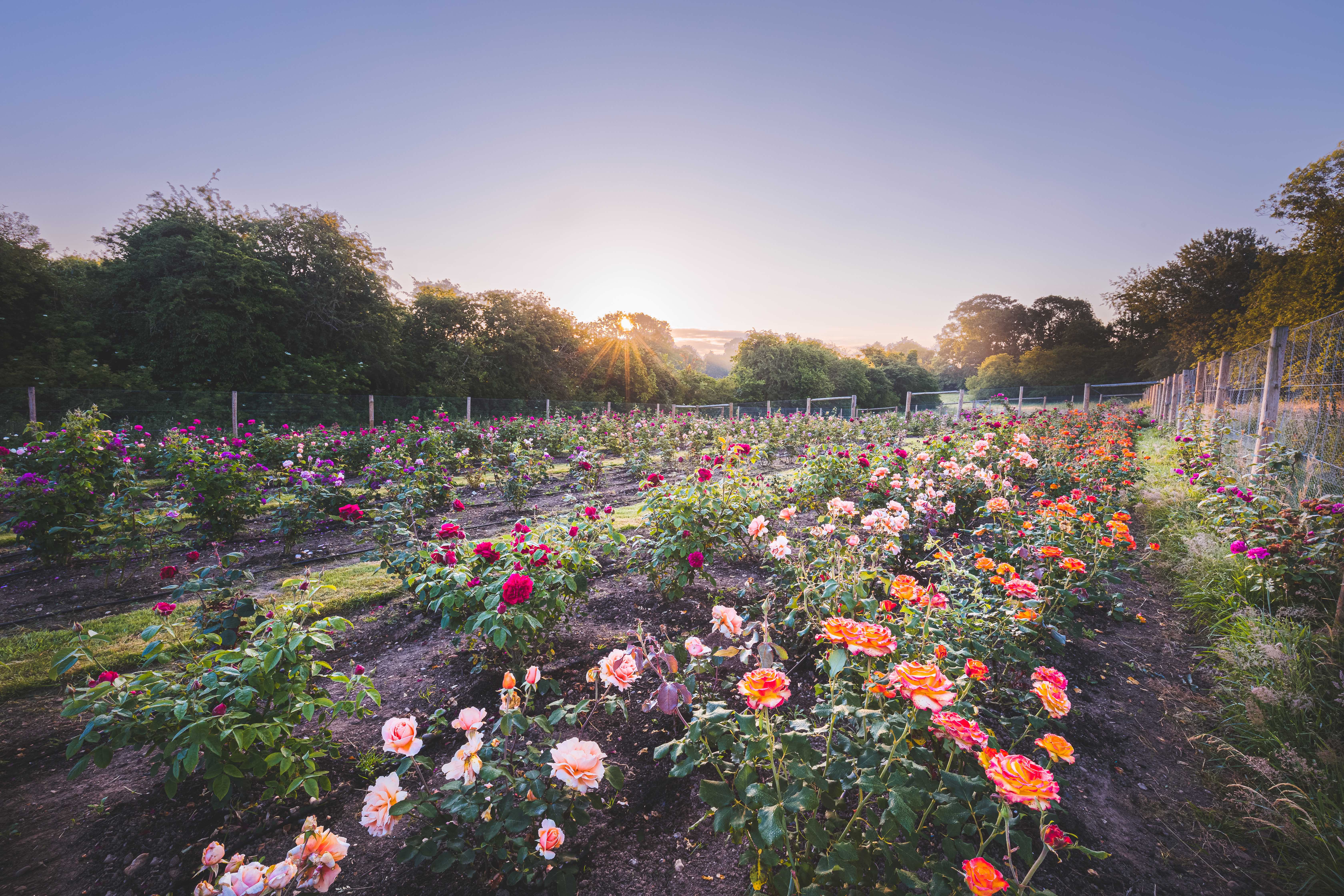 NB Roses © Denislav Dobtchev