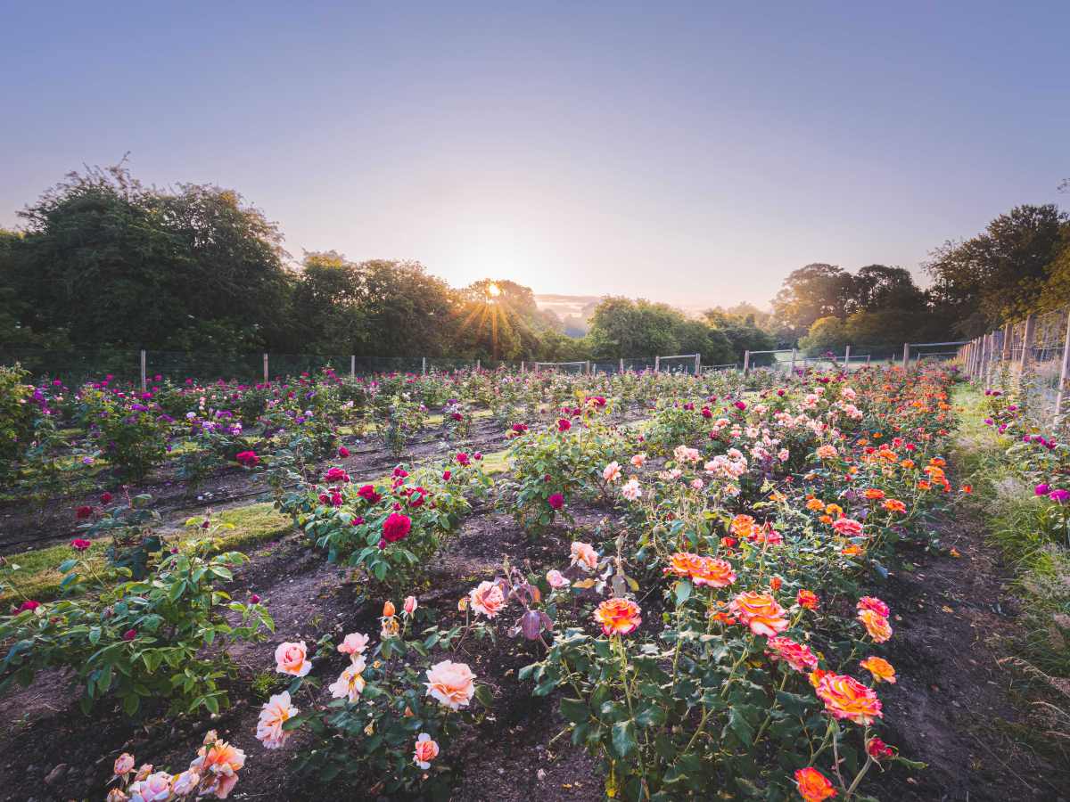 Florists, flower farmers &&nbsp;lockdown